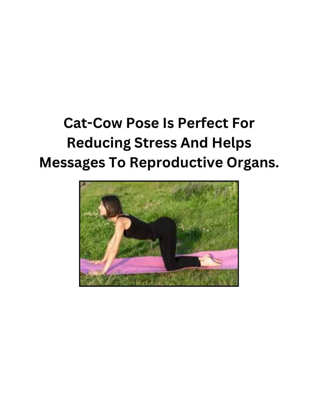 cat-cow pose