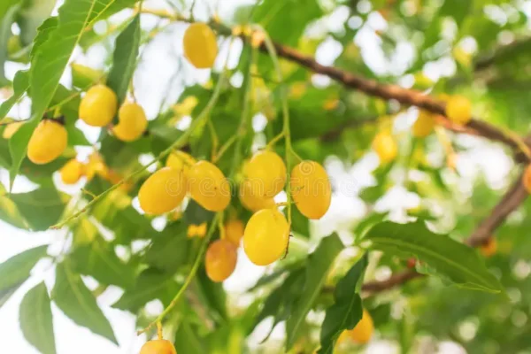 neem fruit