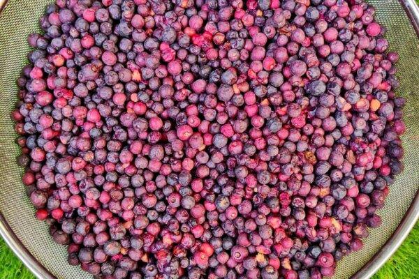 Falsa fruit