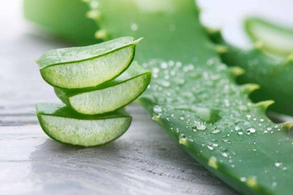 aloe vera benefits